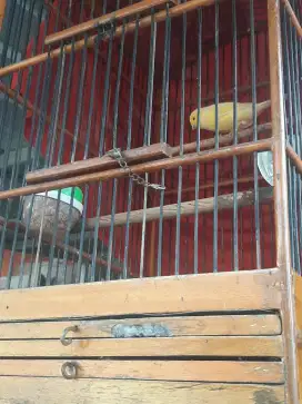 Kenari Af + sf kuning extrajoss
