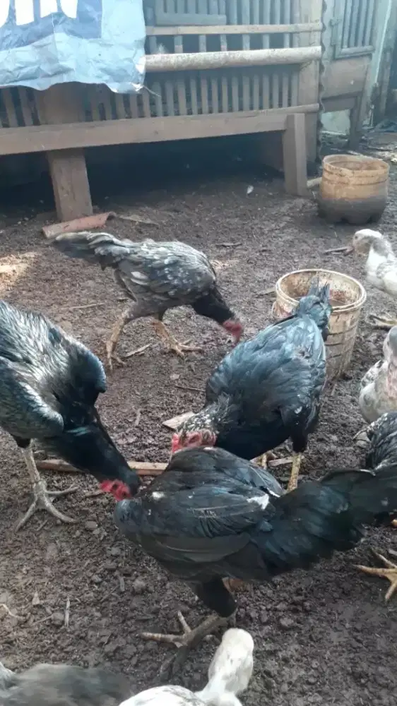 Ayam bangkok mangon