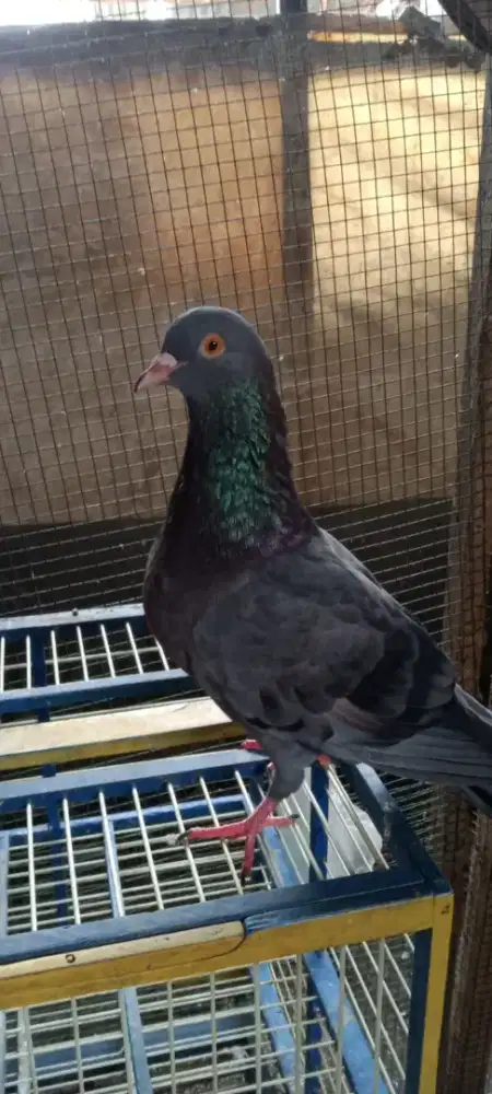 merpati kolong pejantan