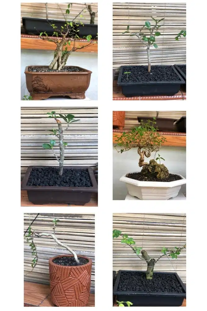 Jual Bonsai siap pajang lok Metland Cibitung