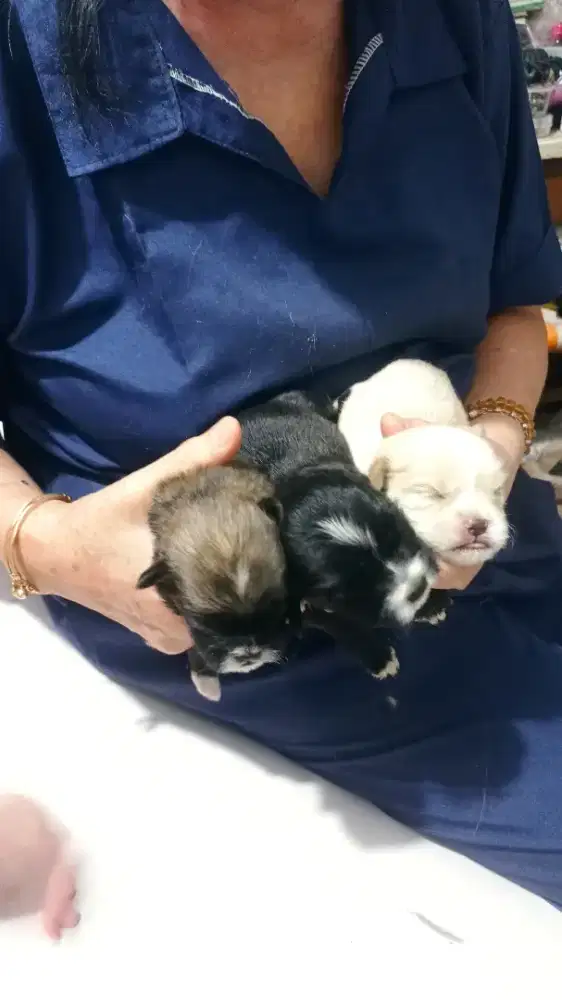 Anak anjing golden campur shitzu