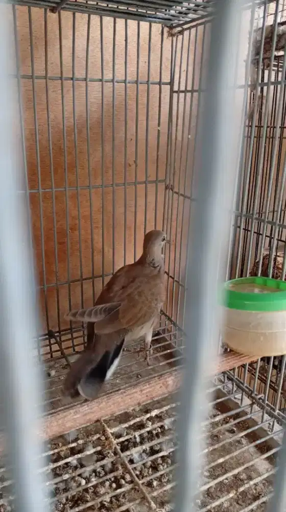 Burung Derkuku Sinom Muda Trah Putih (BACA deskripsi iklan)