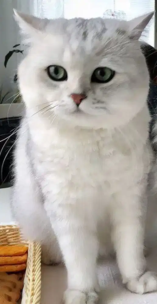 LEPAS ADOP KUCING BSH BRITISH BICOLOR