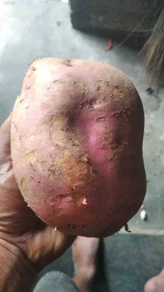Jual ubi segar silahkan yang minat