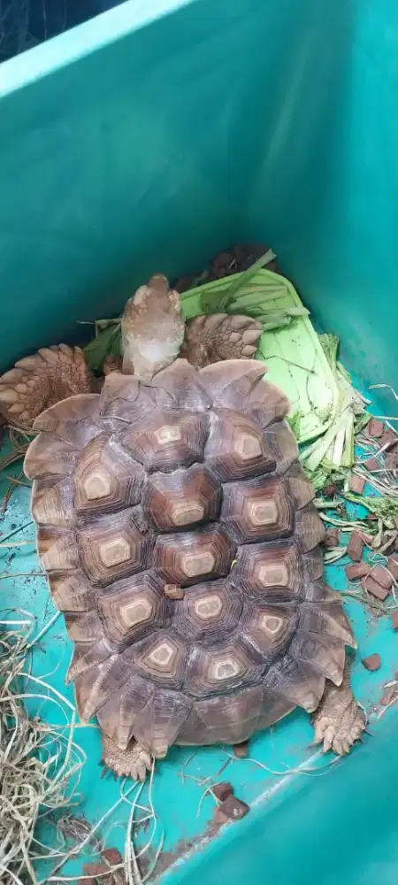 Jual kura kura sulcata ukuran 30 cm