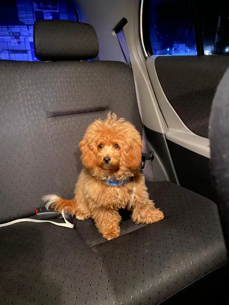 Poodle maltipo betina 5 bulan