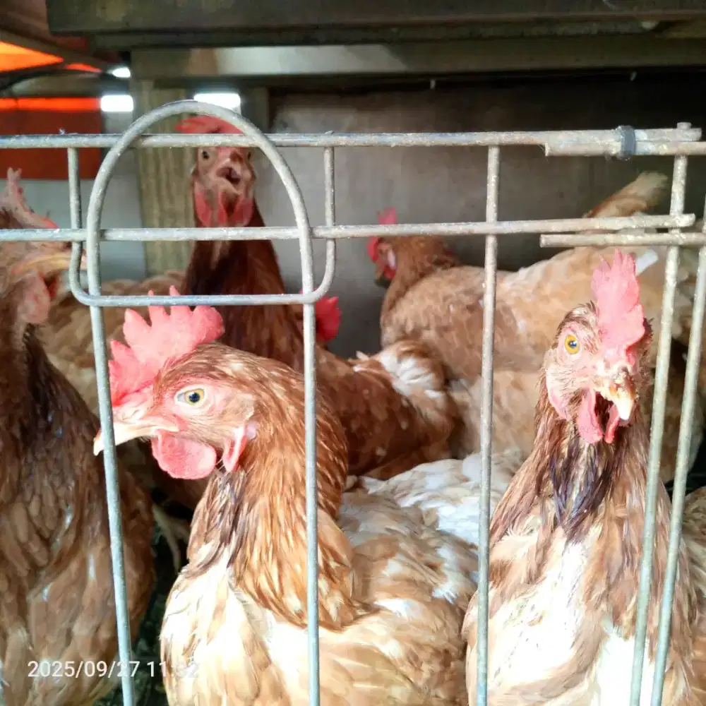 Ayam petelur merah betina rajin bertelur