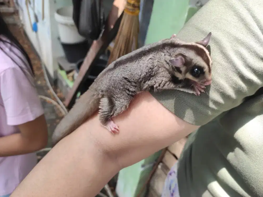 JANTAN SUGAR GLIDER