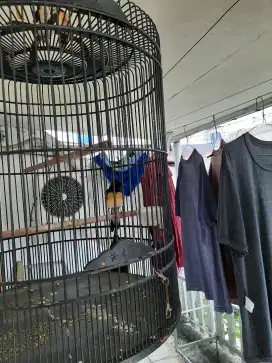 JUAL BURUNG MURAI MEDAN BETINA