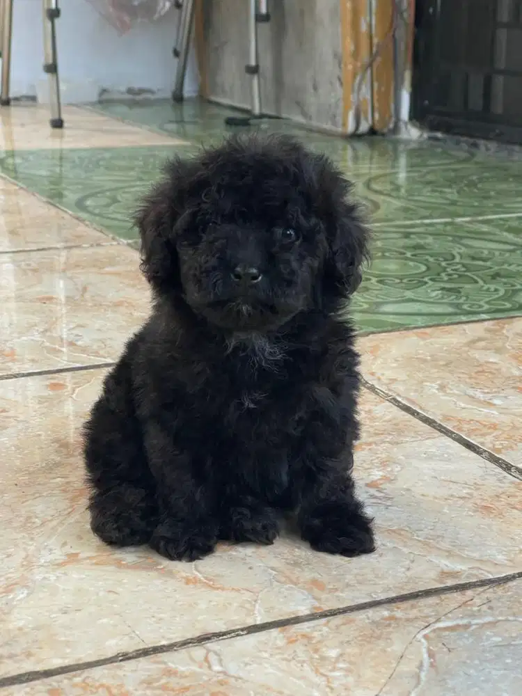 Jual anakan Mini Silver poodle