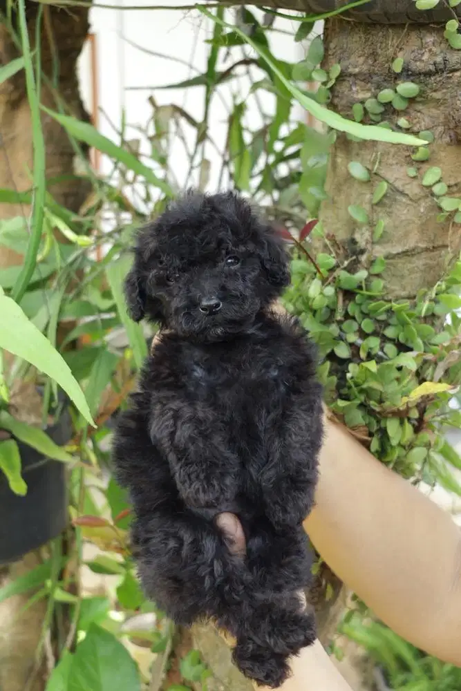 anakan Mini poodle Lucuuu
