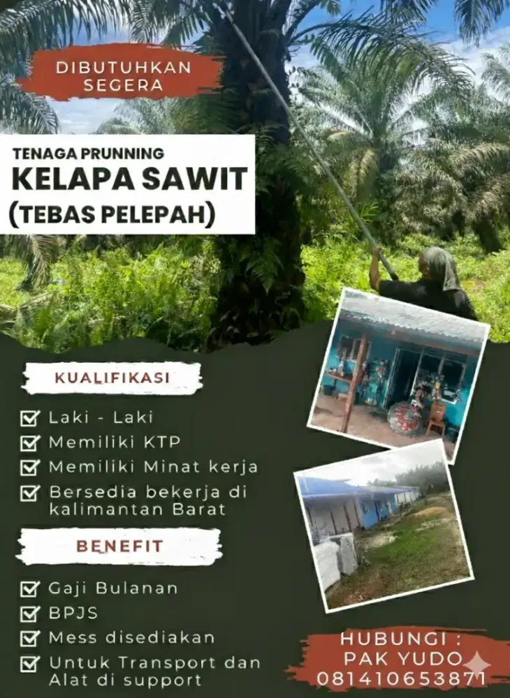 DIBUTUHKAN BANYAK PEKERJA UNTUK PRUNNING PERKEBUNAN SAWIT