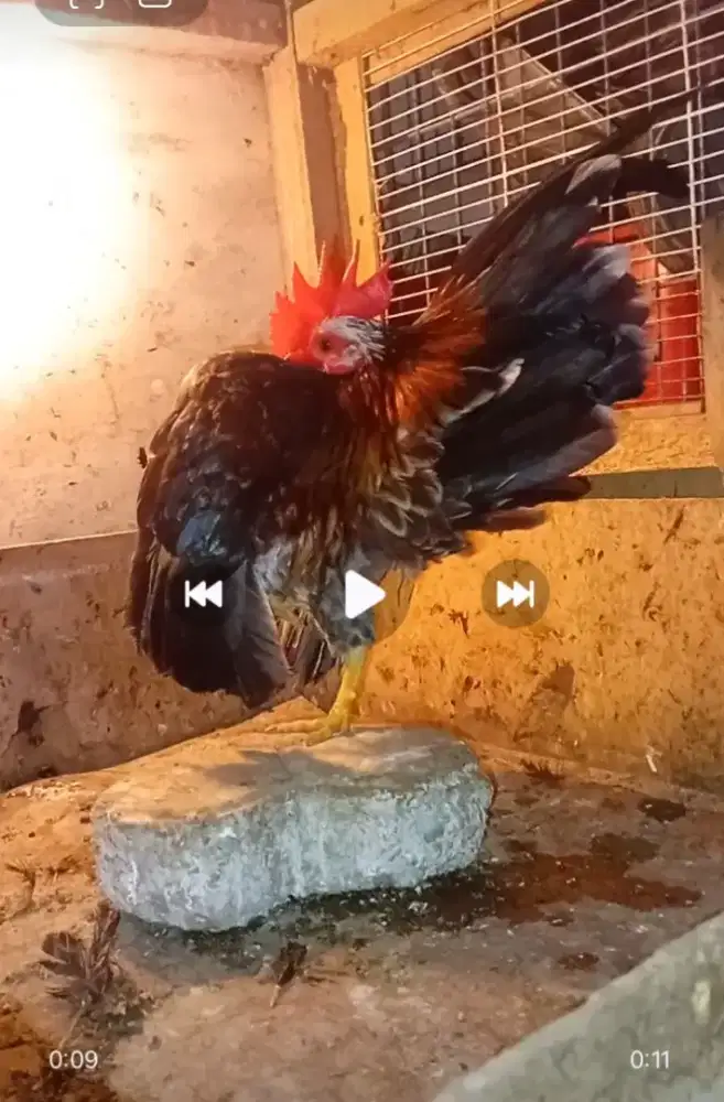 Ayam serama selam