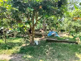 Tanah siap bangun