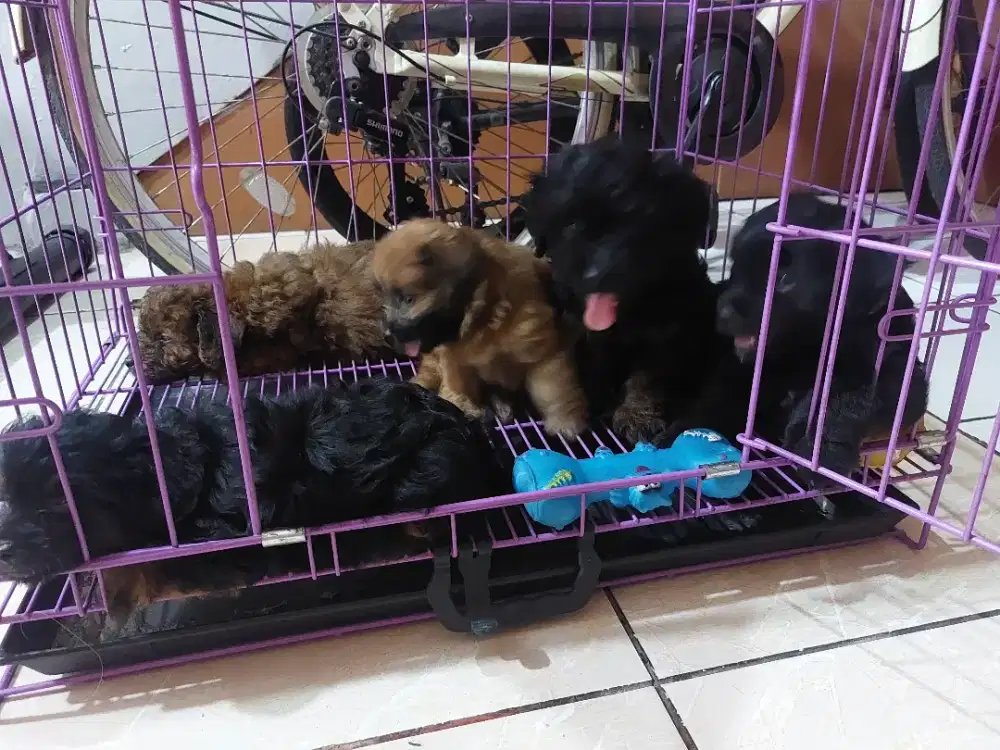 Anjing lucu gemoy anakan poodle