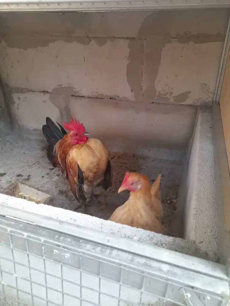 Sepasang ayam serama