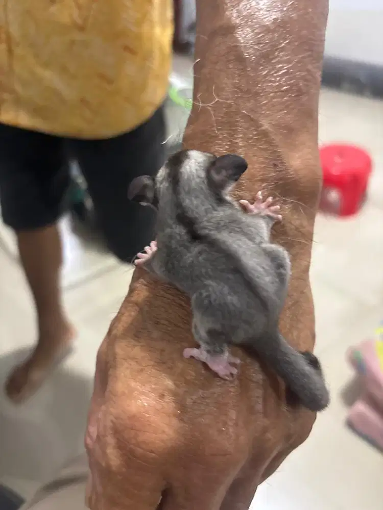 Sugar glider sg cg grey