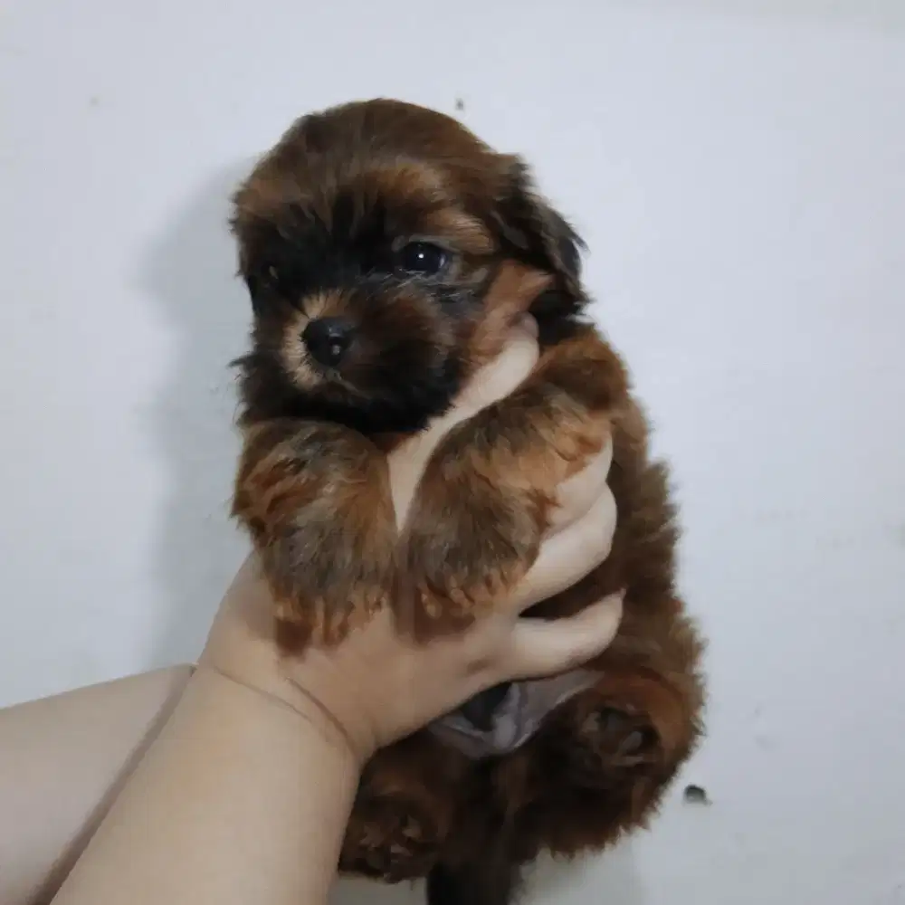 Puppy Mini Pom mixed Shipoo