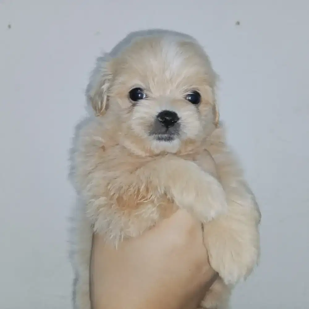 Puppy Mini Pom mixed Shipoo