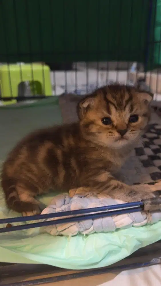 Open semi hibah BSH british shorthair & scottish straight kitten