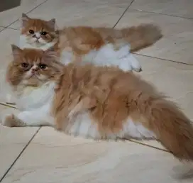 Kitten Persia Peaknose Betina Murah