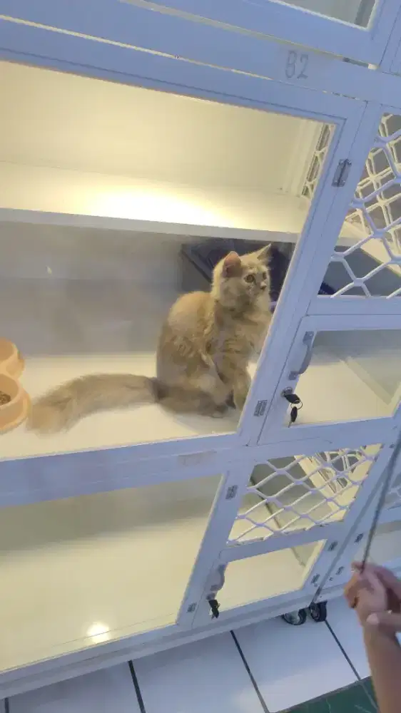 Kucing kitten persia longhair betina