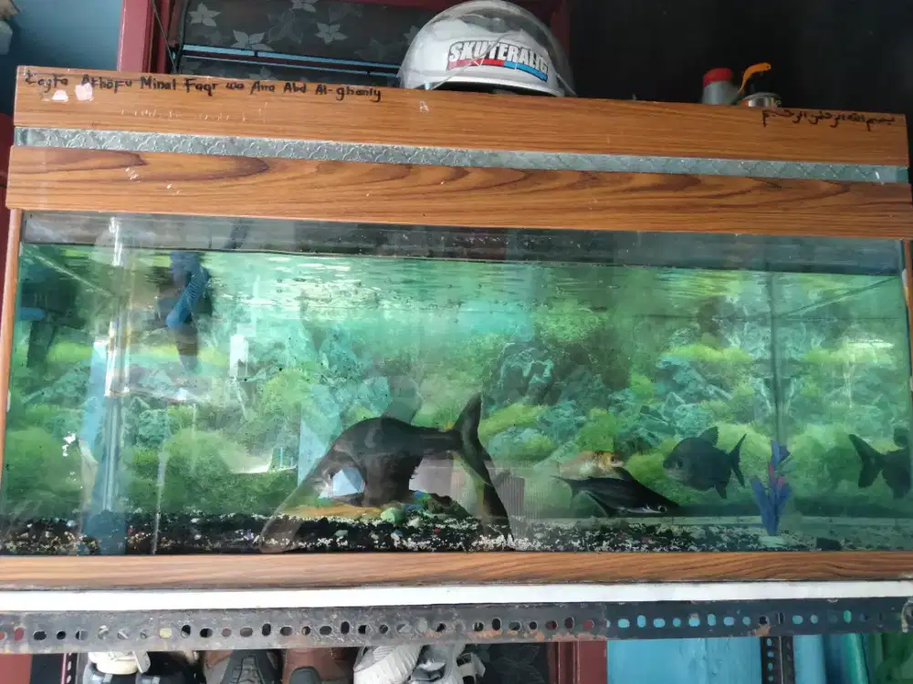 akuarium ukuran 1x1/2 meter