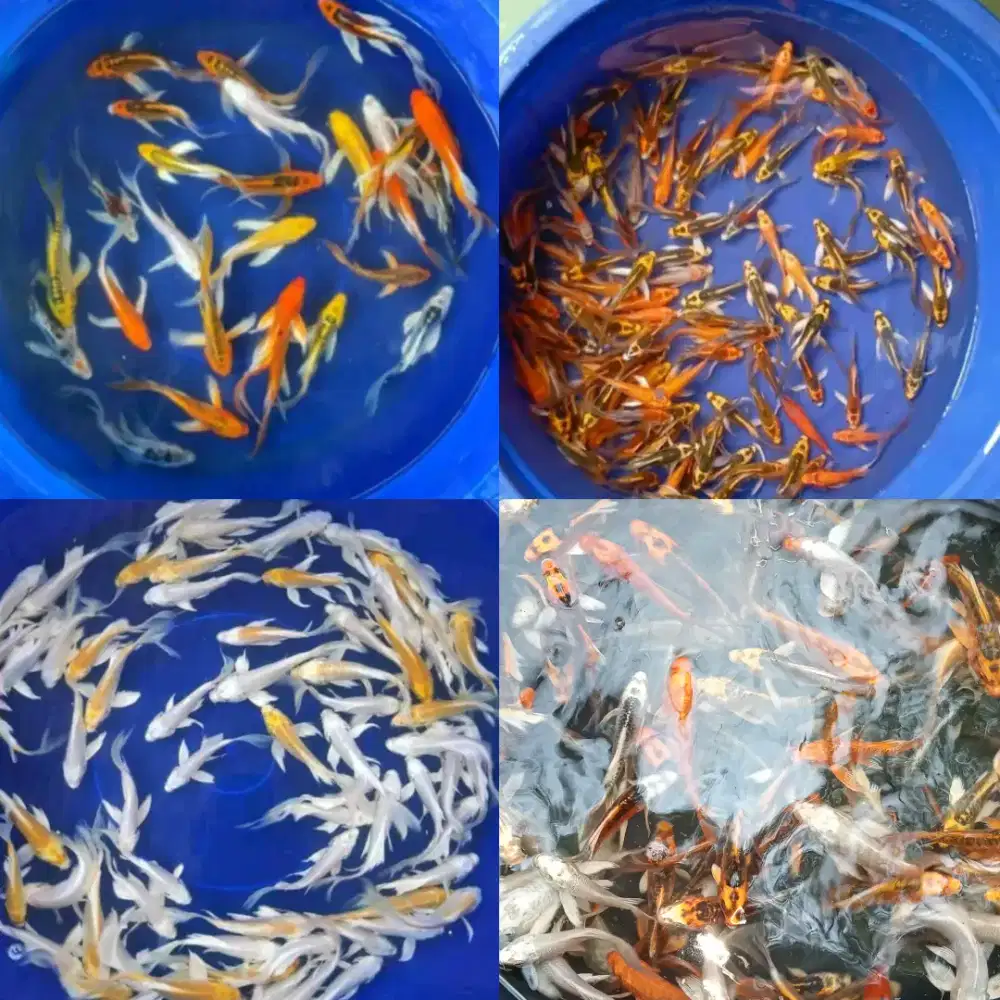 Ikan koi slayer