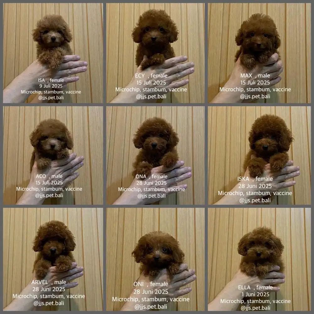 Toy poodle lucu imut