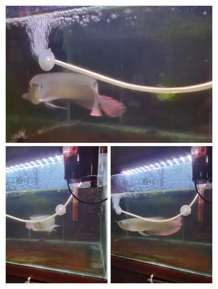 Ikan arwana silver red 30cm.sehat dan terawat