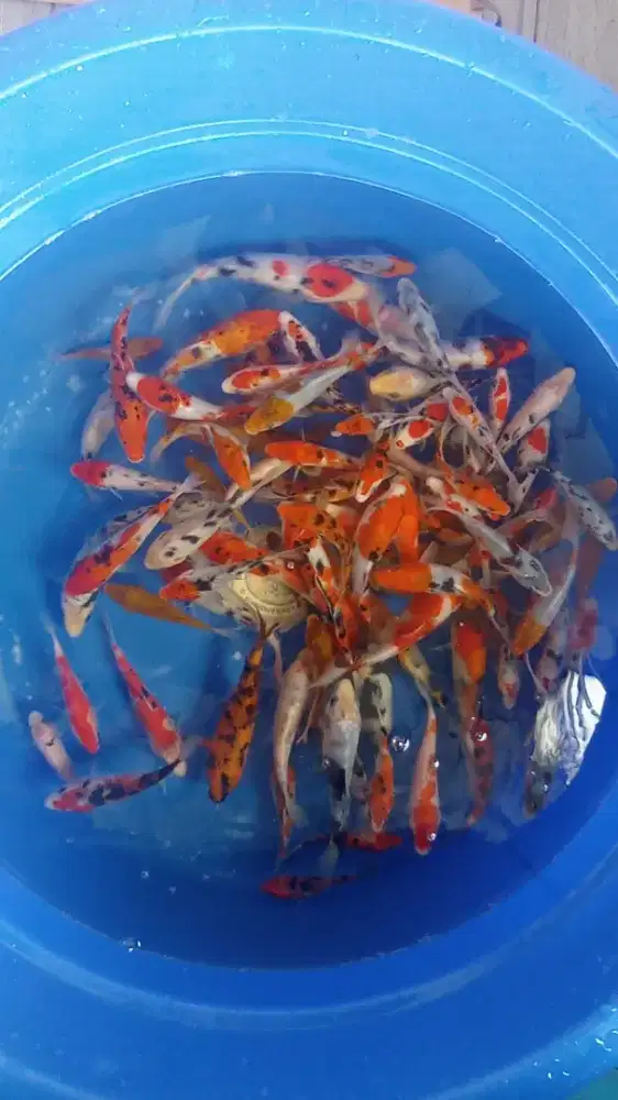 Koi Ori Blitar Borongan Kolam 90ekor 10-15cm murmer saja