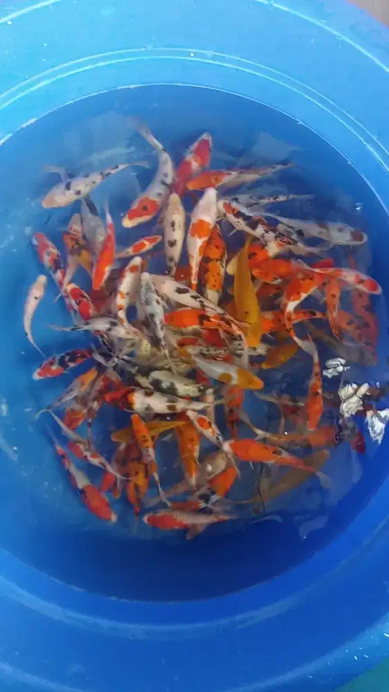 Koi Borongan Kolam 90ekor 10-15cm jenis mix Ori Blitar