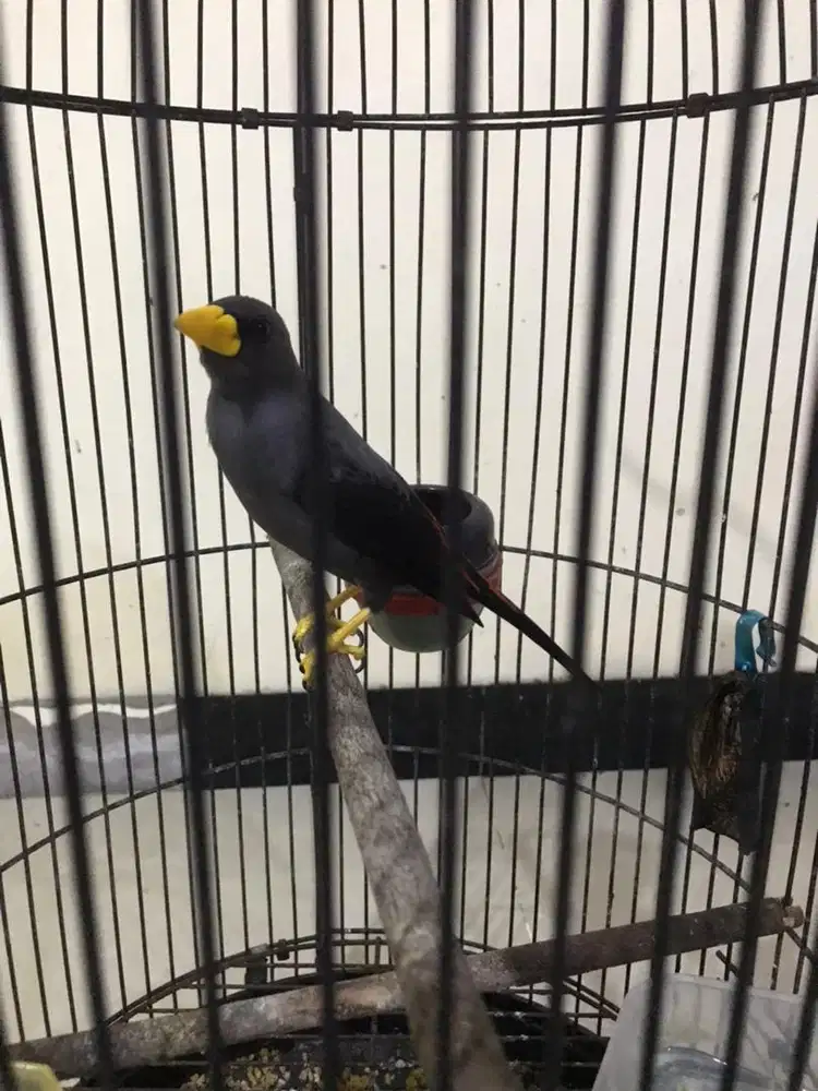 Jalak rio” jinak sudah teler