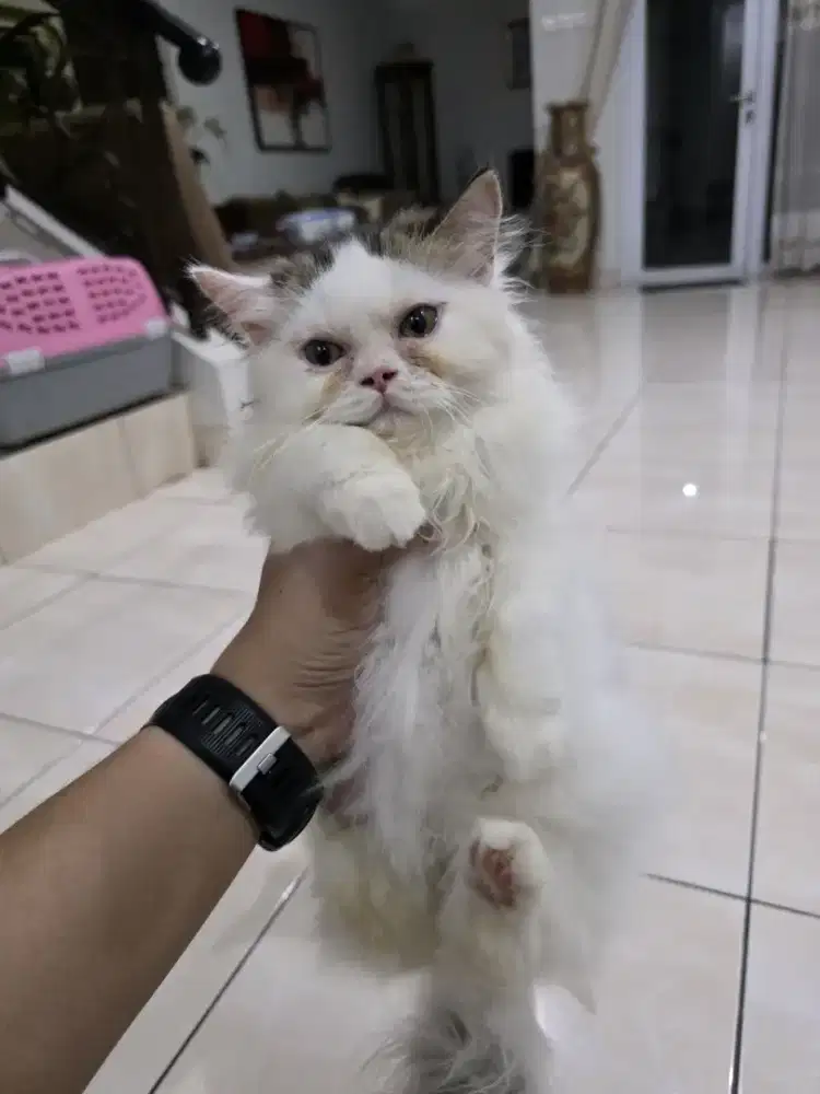 Kucing persia long hair kitten asli