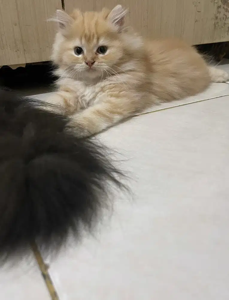 Kucing oyen lucu