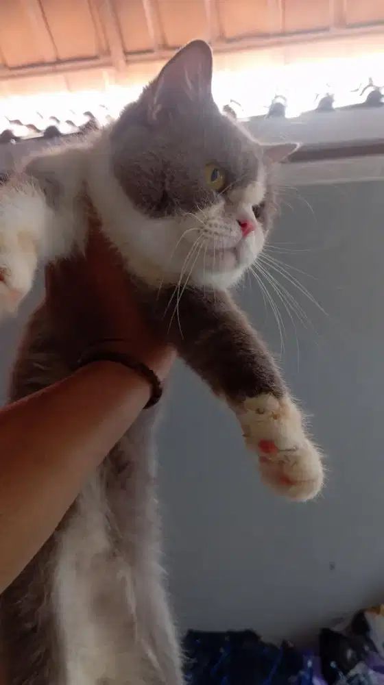 Kucing BSH jantan minus bekas jamur