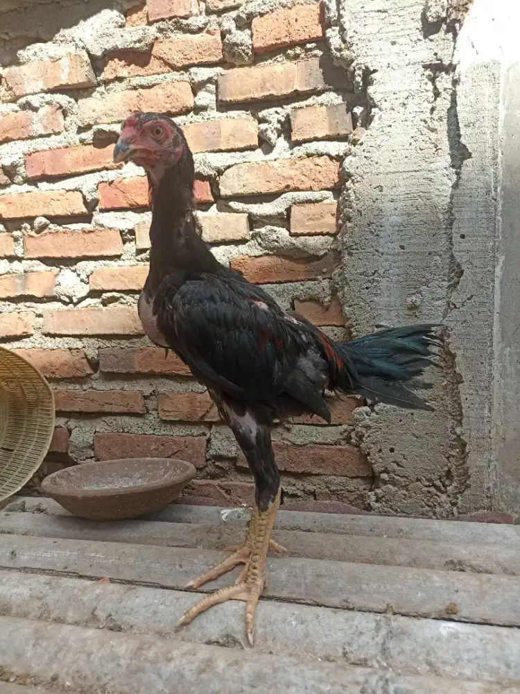 Ayam bangkok anakan