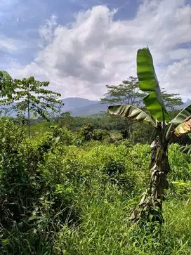 Kebun Tanah Datar Dijual BU, nego sampe deal