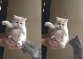 Kitten BSH mix persia
