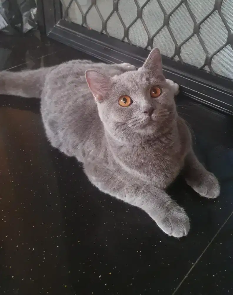 BSH (British Short Hair)