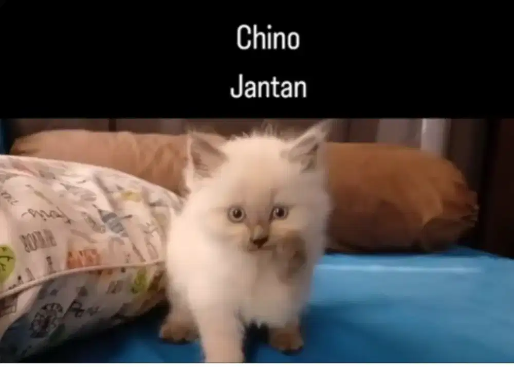 anak kucing jantan ragdoll sealpoint