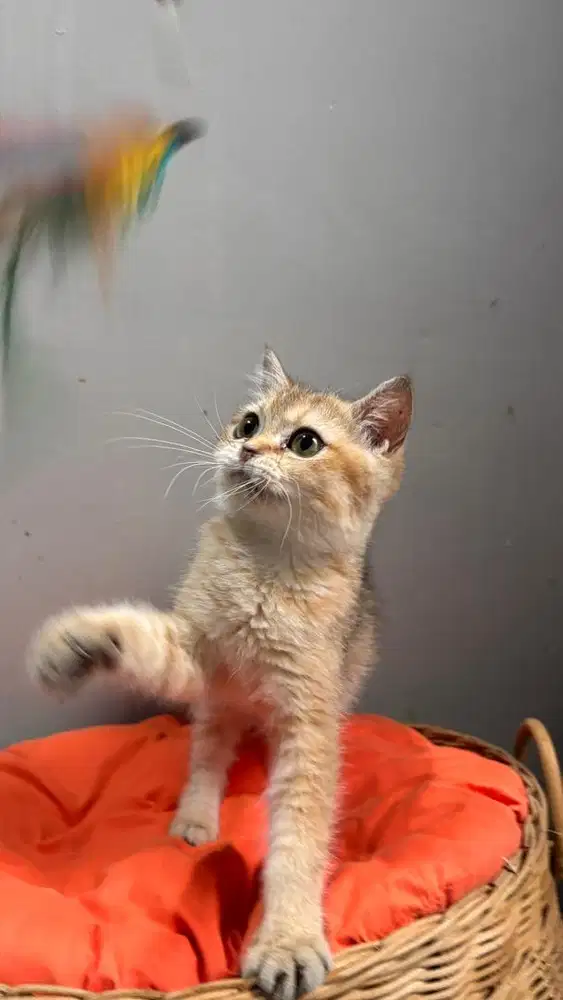British shorthair golden