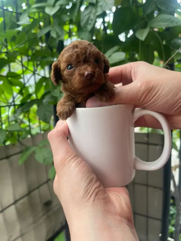 TEACUP RED POODLE