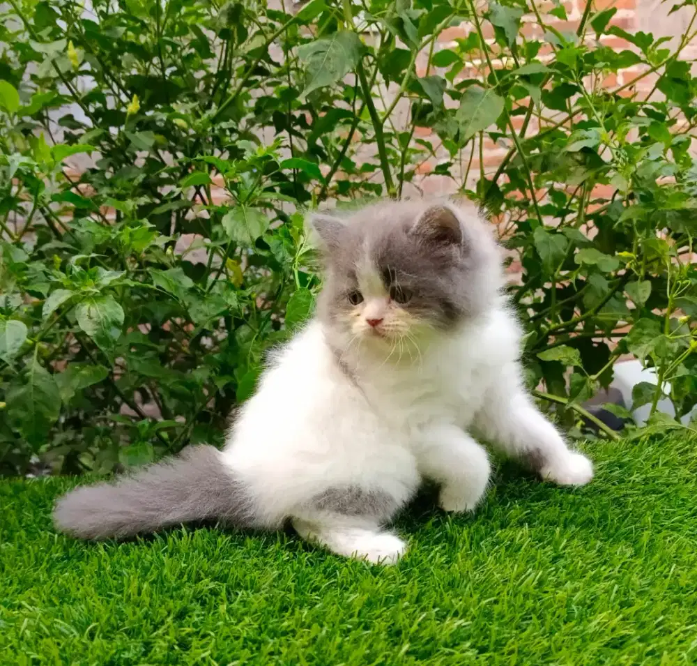 kucing kitten anakan anggora ragdoll persia nowergian himalaya