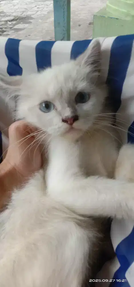 Kucing kiten Himalaya