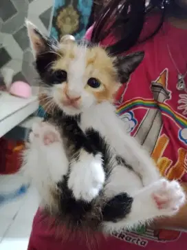 Kitten domestik