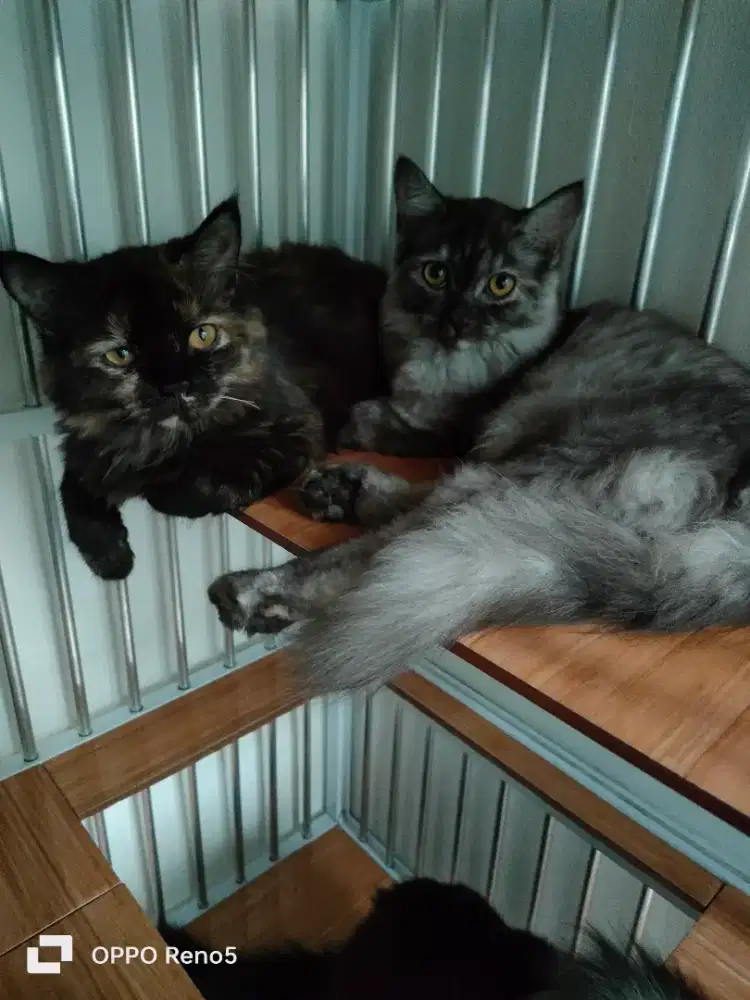 anabulnya siap diadopsi