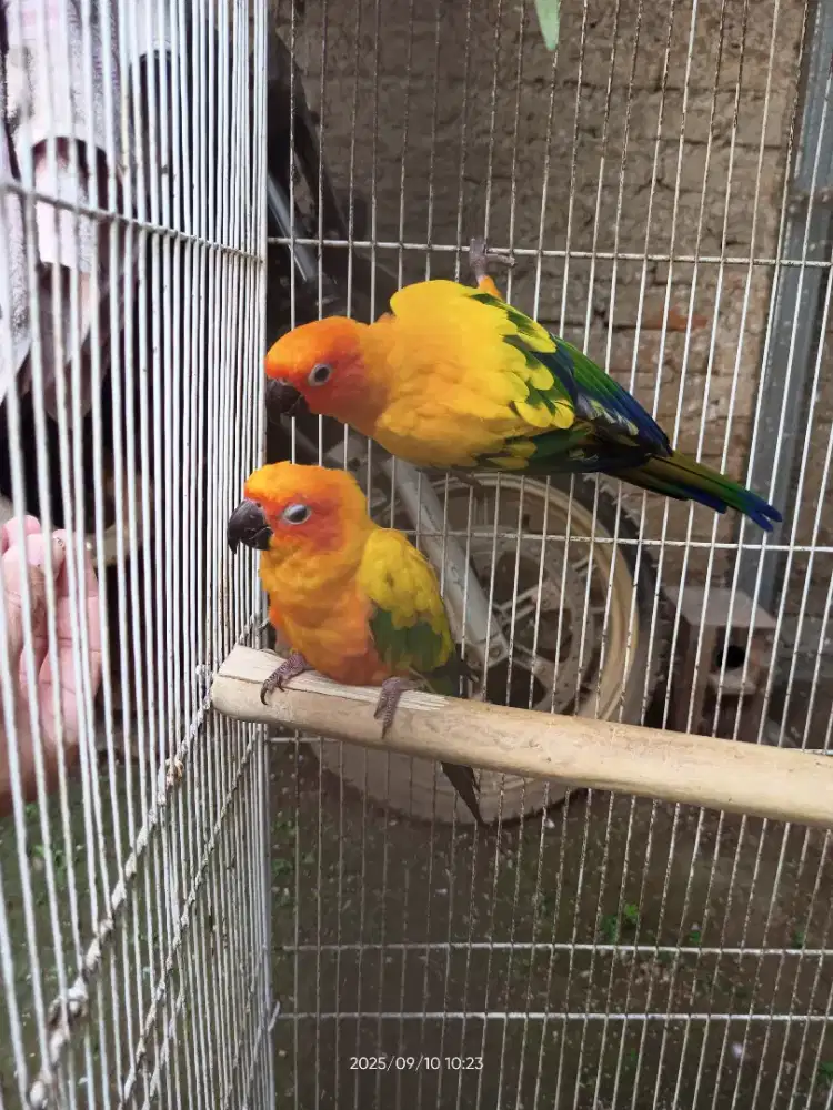 Pasangan Sun Conure