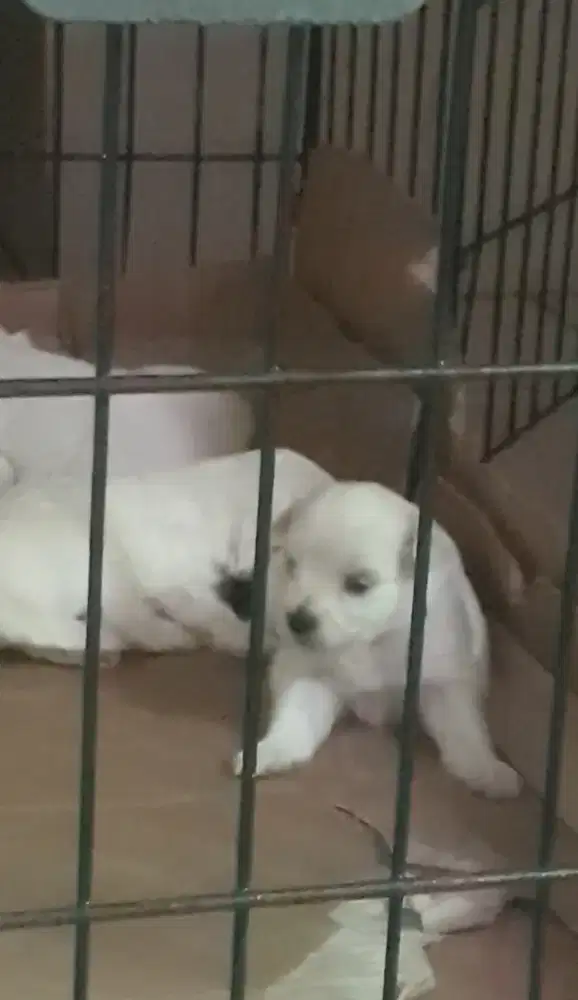 Anjing maltese 3 btn 1 jtn + induk non pom shitzu poddle