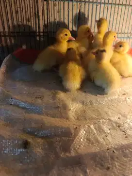 Anak mentok jumbo umur 1-2 hari